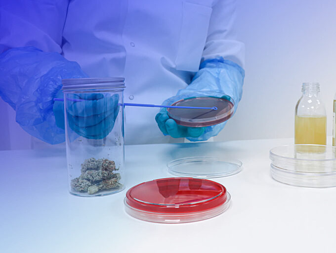 Medicinal Cannabis Testing