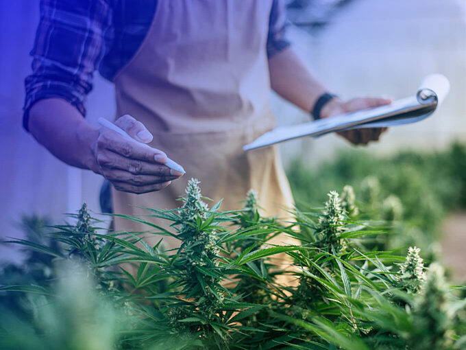 Medicinal Cannabis Testing